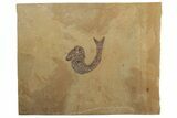 Jurassic Fossil Fish (Hulettia) - Wyoming #188866-1